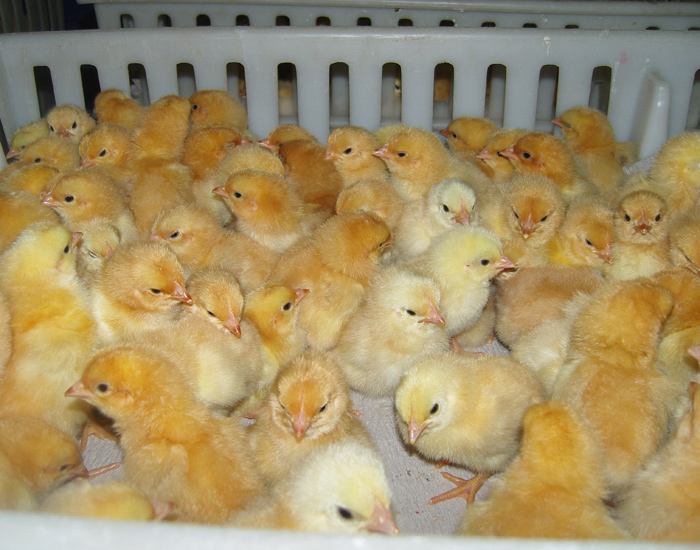 蛋鸡苗