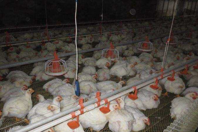 肉鸡