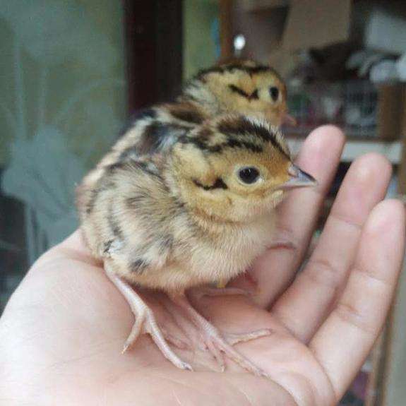 珍珠鸡苗